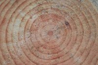 Image of tree rings